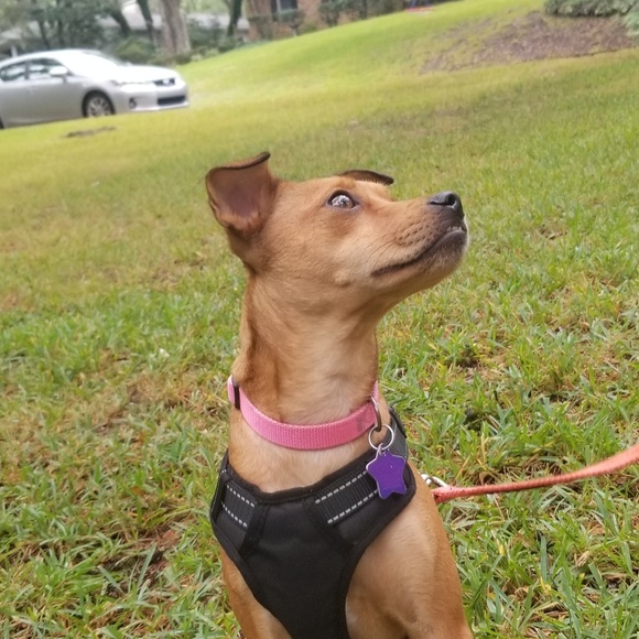 Meet your Posher, Marcella - Picture 1 of 1